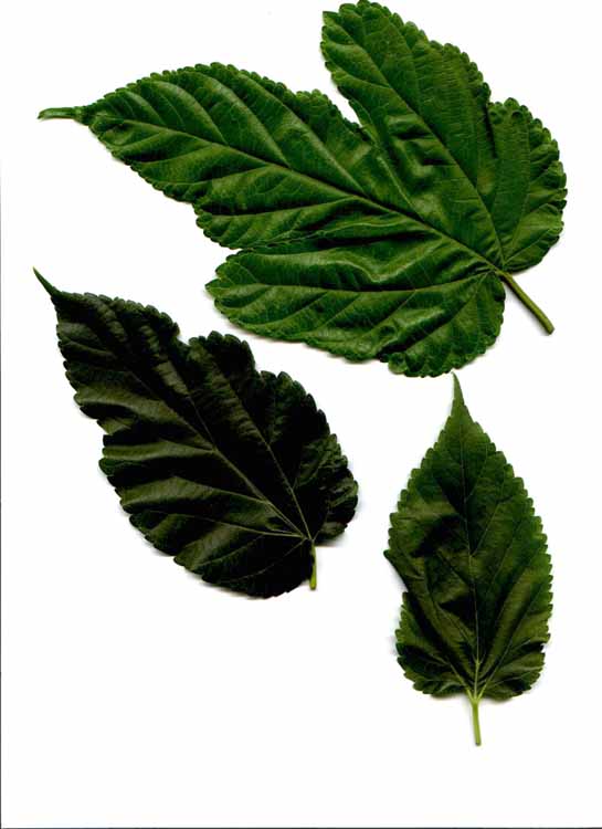 Mulberry leaves_sml.JPG (38522 bytes)